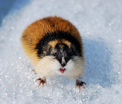 /images/lemming.png